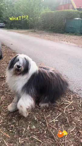 #oldenglishsheepdogsoftiktok #zserbó #myday #OES #oldenglishsheepdog #englishdogs🐩🐩 #mypetslife #truestory #truestory #hellotiktok #duluxdog #doglifestyle #nostresslife #dogstory #happiness #