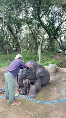 gajah mandiii😍🥶🐘 #euforia2025 #promomakangajian #waykambas #gajah #gajahmandi 