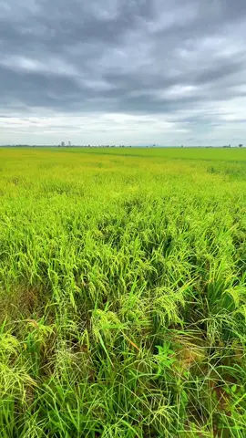 #កូនអ្នកស្រែ🌾🍀 #ស្រុកស្រែ🖼️🌾🌞🌔❤️ #ទេសភាពស្រុកស្រែ🌄🏜️🌱🌼🌾🐟 #foryou #fyp 