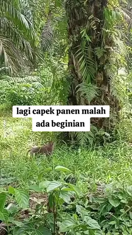 entah apa yg mereka lakukan 🫩🫩 #kulisawit #fypbengkulu #tiktokbengkulu #petanisawitindonesia #petanisawit 