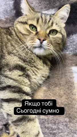 котикиsmile#котикивідео#котикищодня#котикиразом#котикизірки#котикифото