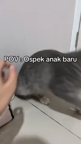 Ini brapa lama sih biasanya akurnya? 