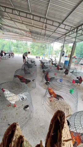 đá đi đá đi.🐓😂#gacuavietnam #walameron #xuhuong #xh 