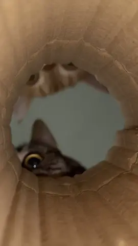 so cute cat #tiktok #trending 
