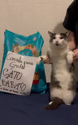 Gato barato 