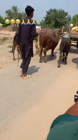 #TikTok #for #video #for you page#🙏🙏🤲🤲😭😭💔💔 