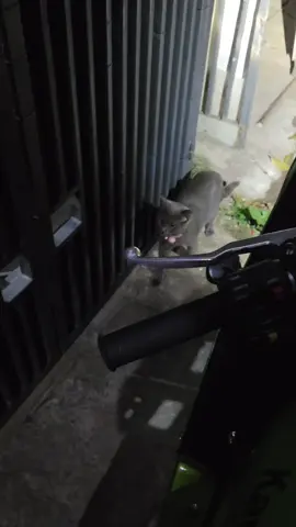 Tolong geys balikin Kucing yg diambil dari rumah anggota DPR. kasian dia pasti nyari pemilik/pengurusnya. Percaya deh rawat kucing ga gampang tidak cukup hanya makan dan minum , sekalipun mampu untuk merawatnya tapi tidak dibenarkan untuk mengambil hak orang lain apalagi menyangkut makhluk hidup. #cat #catlover #catlovers #dpr #dprri 