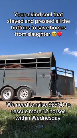 Your a kind soul that stayed and pressed all the buttons to save horses from slaughter 🥹❤️#fyp #goviral #horse #sanctuary #help #animals #horsegirl #support #donate #viralvideo #viraltiktok #fup #newyork #usa 