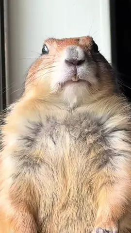 Prairie dog funniest 🤣#prairie #prairiedog #funny #funnyanimals #dog 