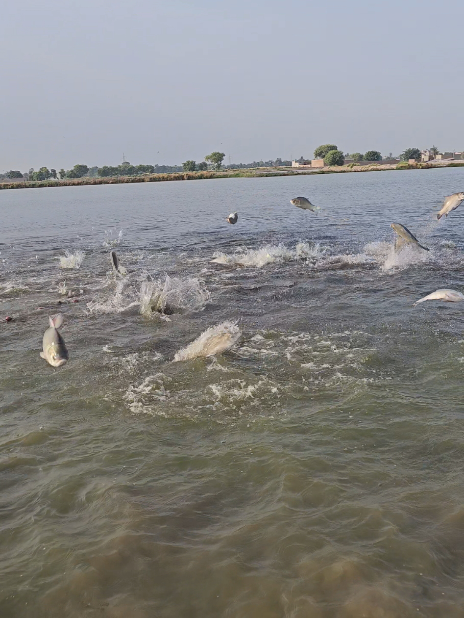 #foryou #fish videos🐟@fish catching video 