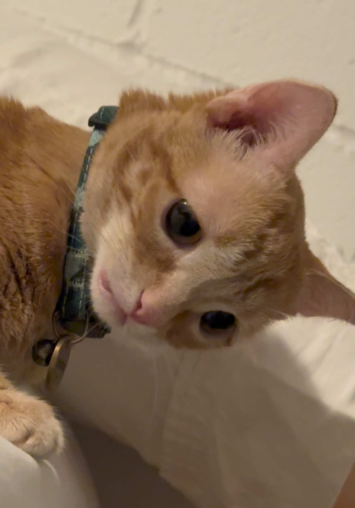 why is he so sad😭 #cutecat 