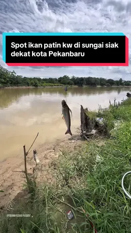 Spot mancing ikan patin di sungai siak dekat kota Pekanbaru , gimana kelanjutannya tonton vidio hingga selesai . #mancing #mancingmania #mancingliar #mancingdisungai #ikanpatin 