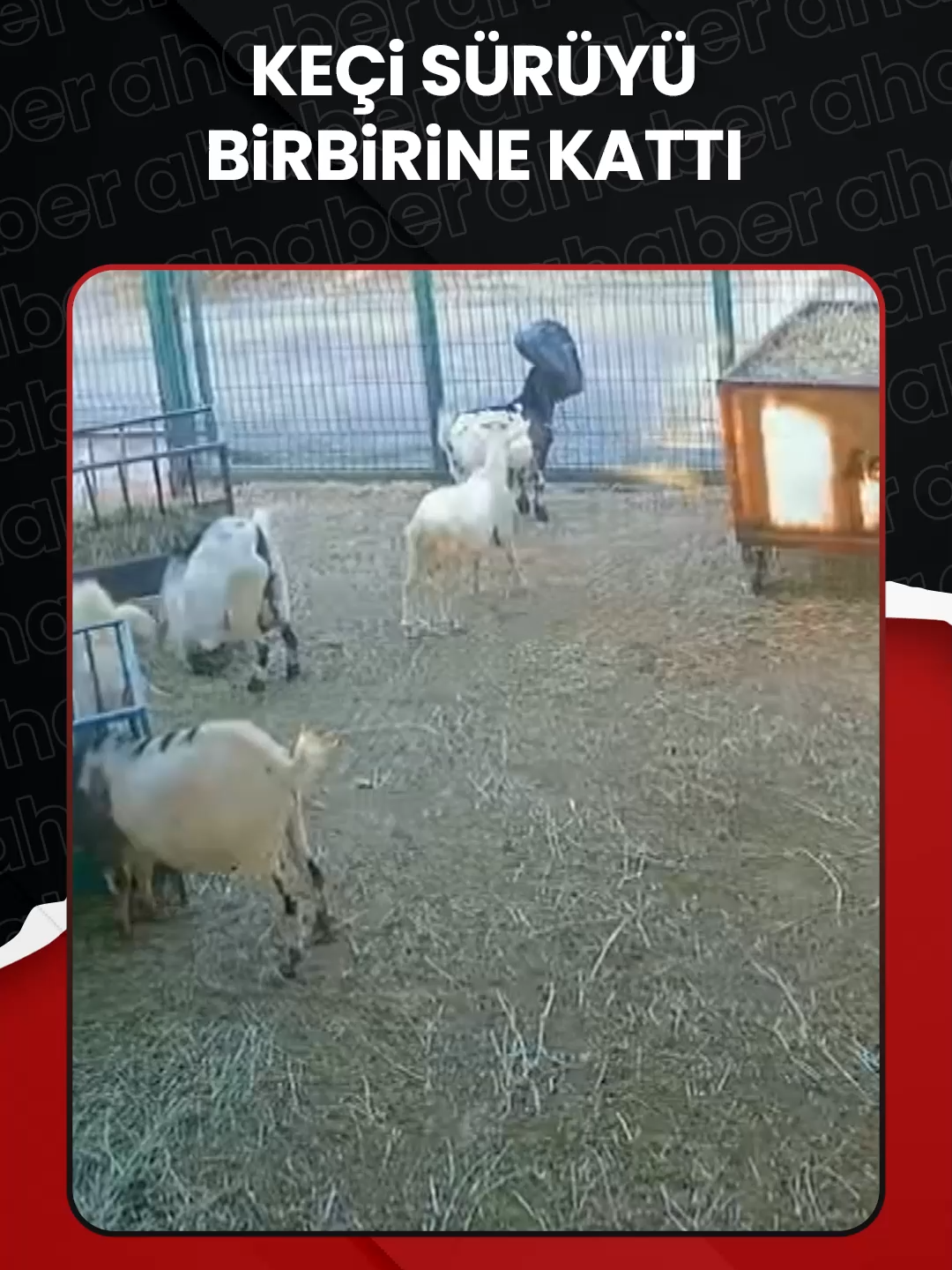 Antalya'nın Kepez ilçesinde, ahırda başına poşet geçen keçinin sürüdeki diğer hayvanları korkuttuğu anlar güvenlik kamerasıyla kaydedildi. #keçi #hayvan #Antalya
