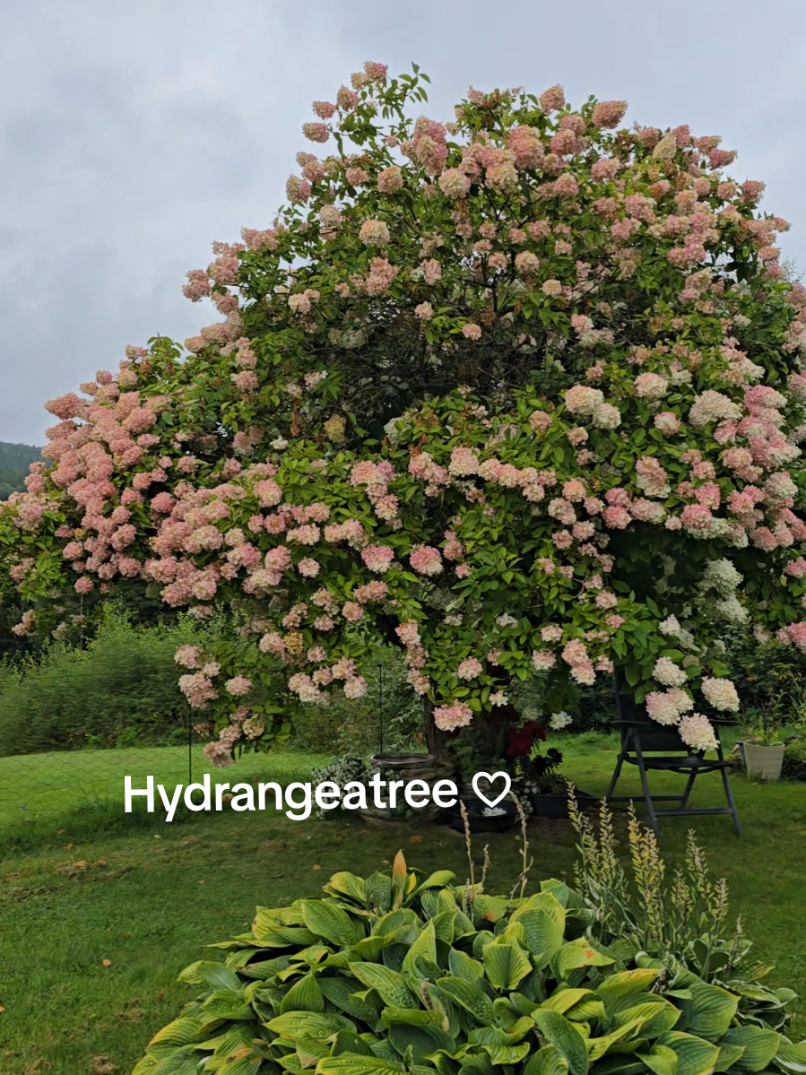 Syrinhortensia kommer i mange størrelser og mange sorter. Visste du at noen sorter kan bli enorme som denne? 🌸✨ Vis meg  bilder av din Syrinhortensia. 🌸❤️✨ #hydrangeas #tree #garden #hagen #viral 