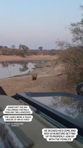 Shaka Mbiri Video from kobus_strauss #wildlife #lion #fyp #viral  justiceforolobor justiceforoloisiadu justiceforolobor  #king 