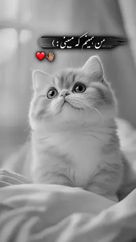 #foruyou #foryoupage❤️❤️ #viral_video #بیو #ترند 