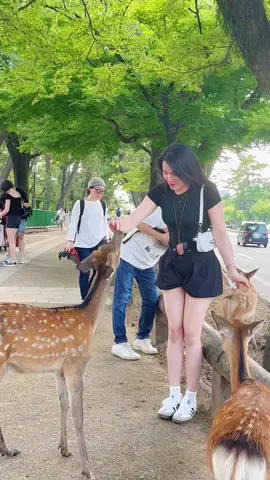 Nara Park và những chú hươu tinh nghịch🫶🏻#narapark #osaka #xh 