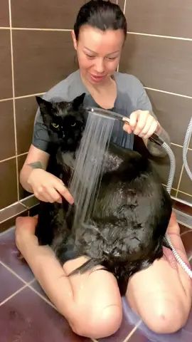 How do you bath your cat ???  #mainecoon #mainecooncat #мейнкун #mainecoonlife #mainecoonsoftiktok 