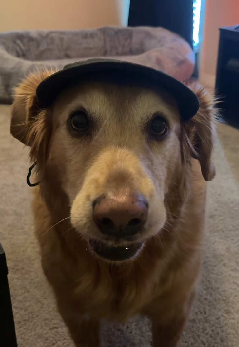 The cutest helper. #tasktrained #retiredservicedog #movieclips #goldenretriever 
