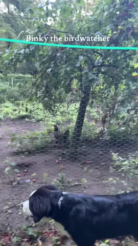 I can safely say she’s not a bird dog 😀 just lines watching them 🙄🤣 #bernesemountaindog #chickentok #cutedogs #fypppppp #dogsvideo 