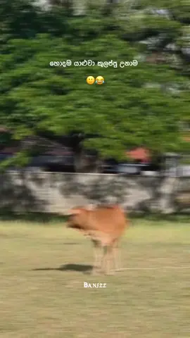 End 😓😂 #srilanka🇱🇰 #funny #foryou #fyp #banizz 