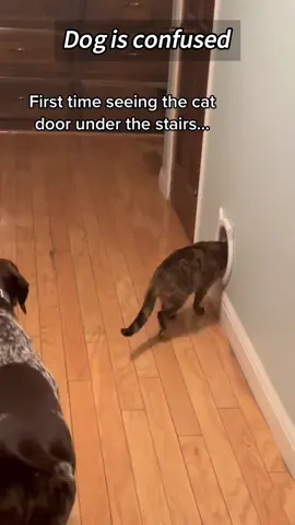 Dog is confused 🤔 #dog #funny #animals #lol #dogtok #usa #moments #tiktok #foryou 