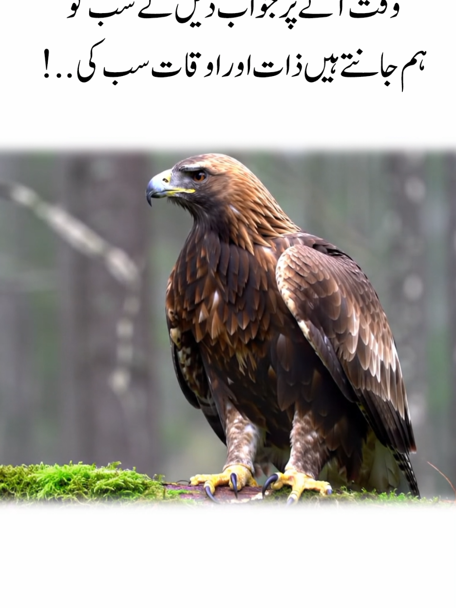 The Pride of a Falcon#eagle #viralvideos #tik_tok #power #viral 