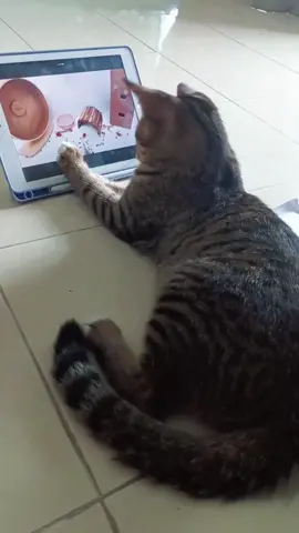 #แมวเหมียว😻