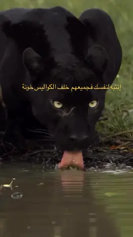 #إنتبه لنفسك #فجميعهم خلف #الكواليس #خونة  #شعب_الصيني_ماله_حل😂😂 