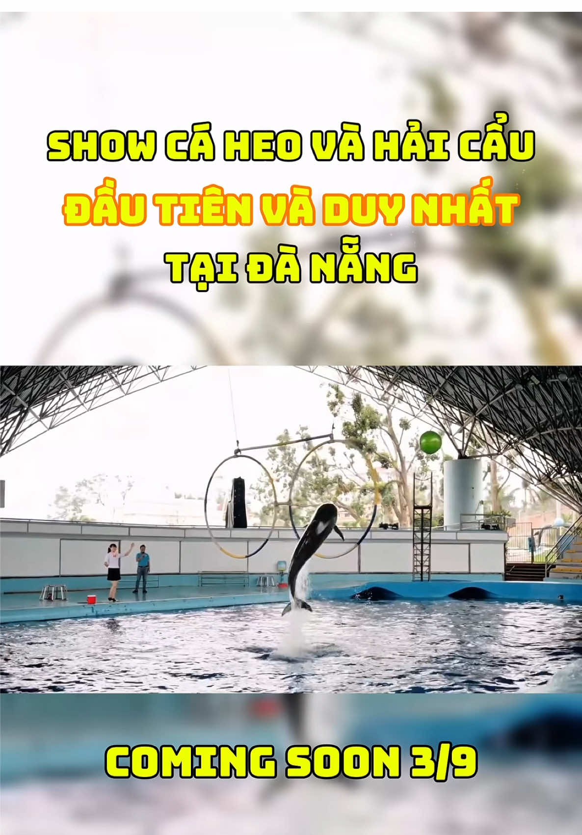 Show Cá Heo đầu tiên và duy nhất ở Đà Nẵng #caheo #dolphin #duythichdi #reviewdanang #dulichdanang 
