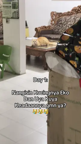 Kalau bisa untuk kucingnya jgan diambil ka, Doanya Semoga kucing nya masih sehat” dan tolong bget kembalikan kemajikannya lagi 🥺🥺 😿😿#kucinguyakuya #uyakuya #ekopatrio #kucingnyaeko #kucing 