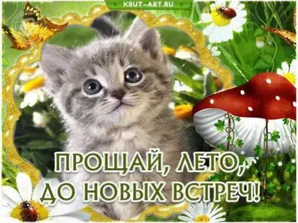 #ЛЕТОПОКА tgc - @LOL12345u #последнийденьлета #прощайлето #споследнимднемлета #покалето #лето #открыткикотики #котятаоткрытки #детство #настольги #kitten #sammer 