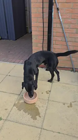 Cheeky bit of ASMR this morning from Dave 😜 #dogtok #dogsoftiktok #asmrvideo #davethedog #labradorretriever 