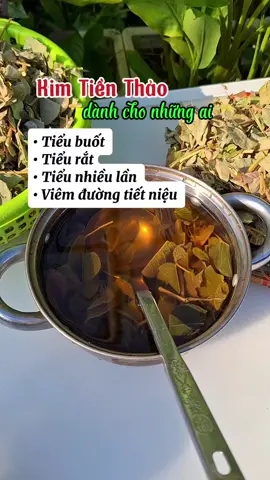 ai mà đi tiểu mà tiểu buốt,  tiểu rắt , tiểu nhiều lần thì tham khảo trà kim tiền thảo nha #kimtienthao #trakimtienthao #tra #camnangsuckhoe 