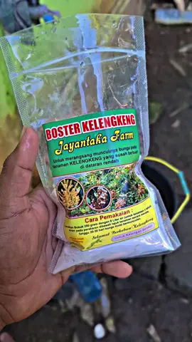 info pemesanan boster klengkeng cek keranjang kuning  #BerkahTani #seputarpertanian #petaniindonesia🇮🇩🇮🇩🇮🇩🌿🌿 #masukberanda #fyp 