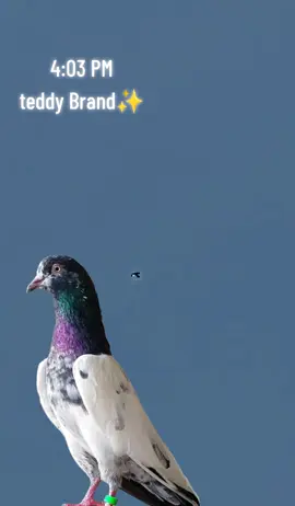 ✨🦅✨❤️❤️❤️