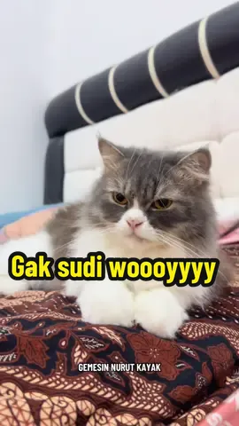 😸😸 pura2 imut ajalaah aq 😹 #fypシ #fyp #catlover #kucingtiktok #kucing 