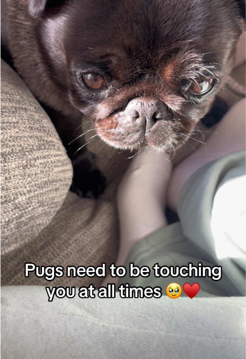 They need to be touching you at all times! #foryoupage #pugs #pugsoftiktok #dogsoftiktok #pug 