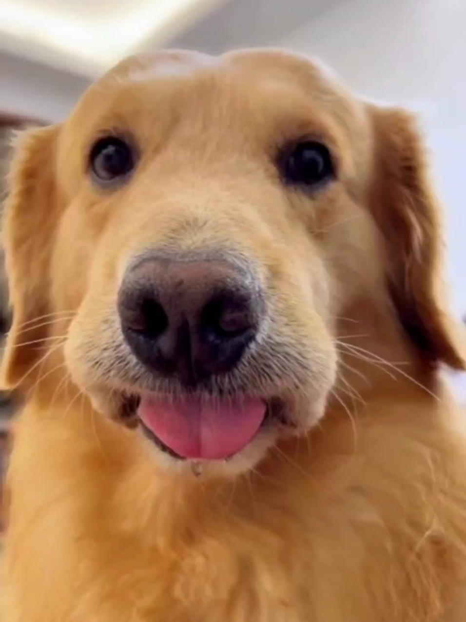 🤣Funny Animals 2025🤣Funny Dogs video🐶 part-93 #funnyanimalvideos  #funnyvideos #funnyanimals #dogs  #funnydogs 