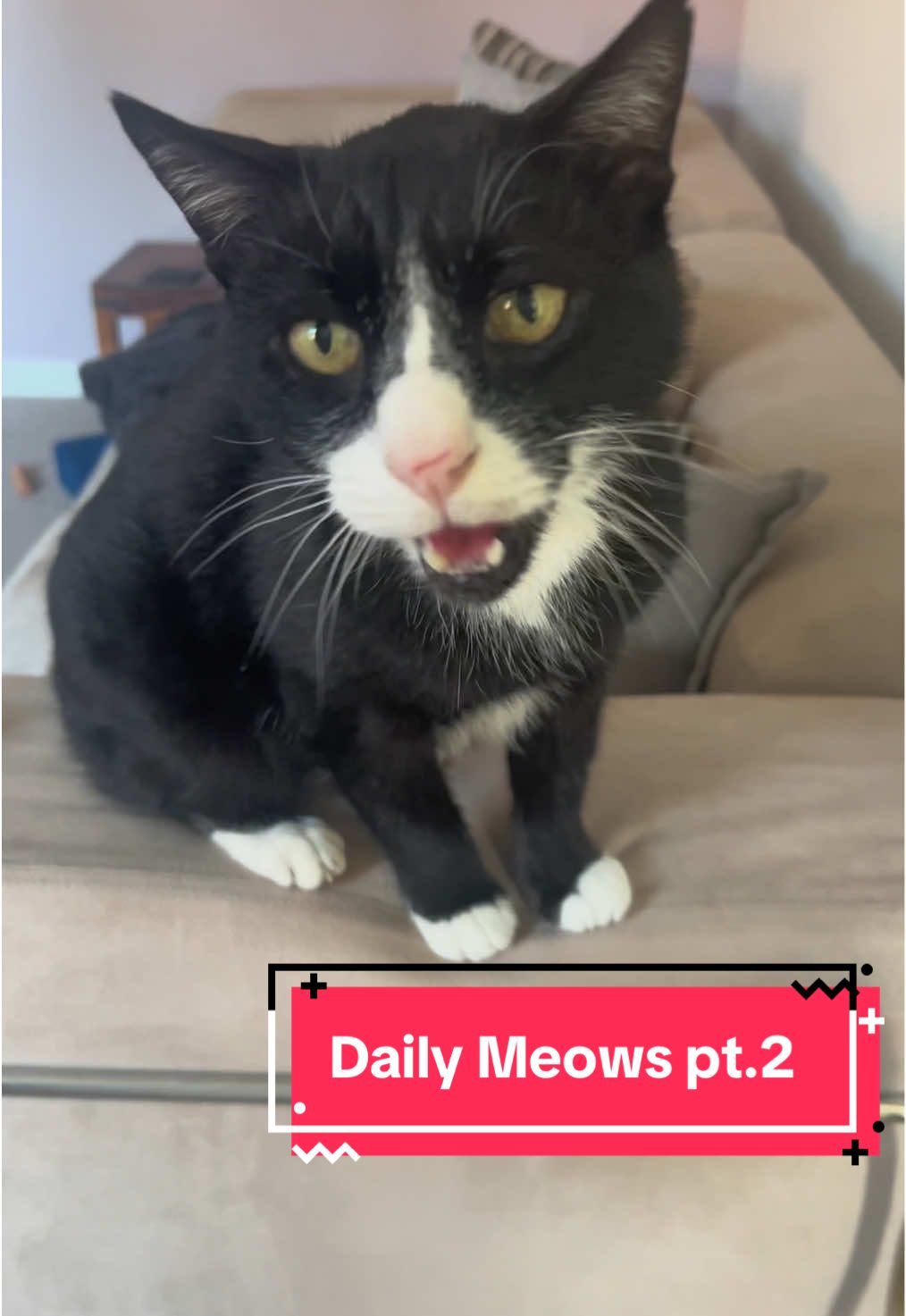 Daily Meows pt.2 #meows #catsdaily #tuxedocat #tuxedocatsoftiktok #catlife
