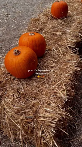 Oooh the best time of the year is about to start 🍁🎃🍂 #fallaesthetic #autumnaesthetic #autumn #fall #gilmoregirls #gilmoregirlstiktok #gilmoregirlsseason #pumpkinseason #cozyseason #bermonths #september #codeorange #pumpkinpancakes #pumpkinspice #cinnamonroll #besttimeoftheyear 