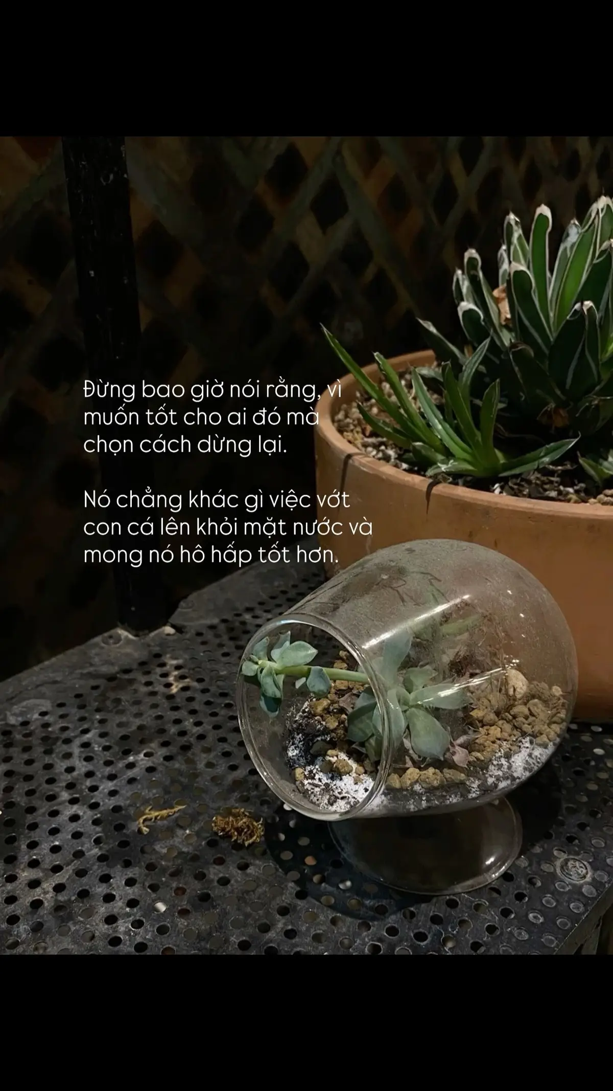 永远不要说你真心为某人着想，却又选择放弃。这就像把鱼从水里捞出来，却希望它能呼吸得更顺畅。#viral #fyp #xuhuong #caption 