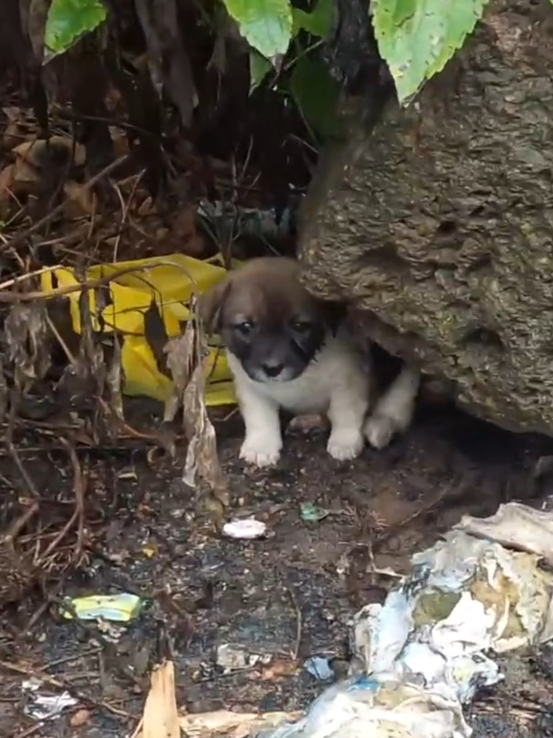 After a sudden shower last night, this morning I went to exercise and accidentally saw a small dog wandering on the side of the road with its body soaked and looking very hungry and cold so I decided to adopt it.#animals #animalsrescue @mlb.vp88