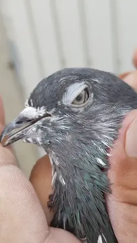 my breeder pigeon #punjabchampion #trending #viral #foryou #foryoupage 