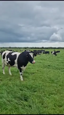 #Freshian cows on market from winning age to lactating mothers and mature serving male plus in calf heifers are available of milk production of 25ltrs to 40ltrs a day ,well feed, vaccinated and of rich genetics serious farmers contact info;+254750718601 or +254762409446#commerciallivestockfarming #dairyfarmingkenya #kikuyutiktokers #centralkenyatiktokers 