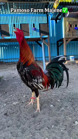 #pamoso_farm_majene 
