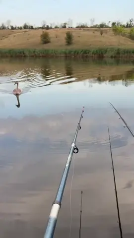 #гарно #лебеді #рибалка🐟🐟🐟🎣 