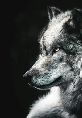 #sunday #fyp #4youpage #simovkg #🐺 