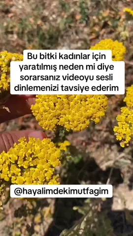 Civanperçemi nin faydasını bilmeyen yoktur bu bitki adeta kadınlar için yaratılmış videoyu sesli dinlemeyi unutmayın 