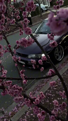 🌸Blossoms and r33 skyline🌸 #r33 #jdm #skyline #purple 